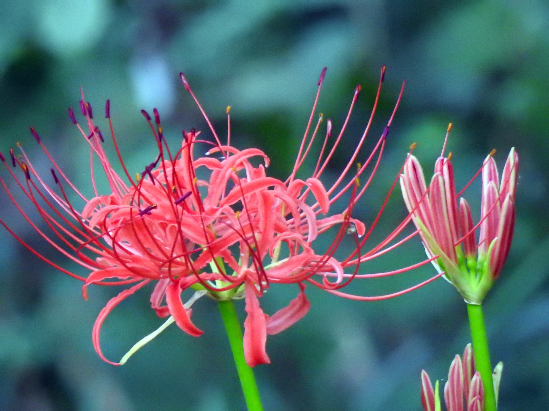 すべての花の画像 ユニーク彼岸花 壁紙