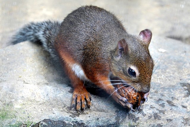 クルミを食べるリス