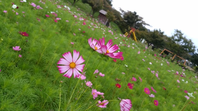 公園の主役 コスモス