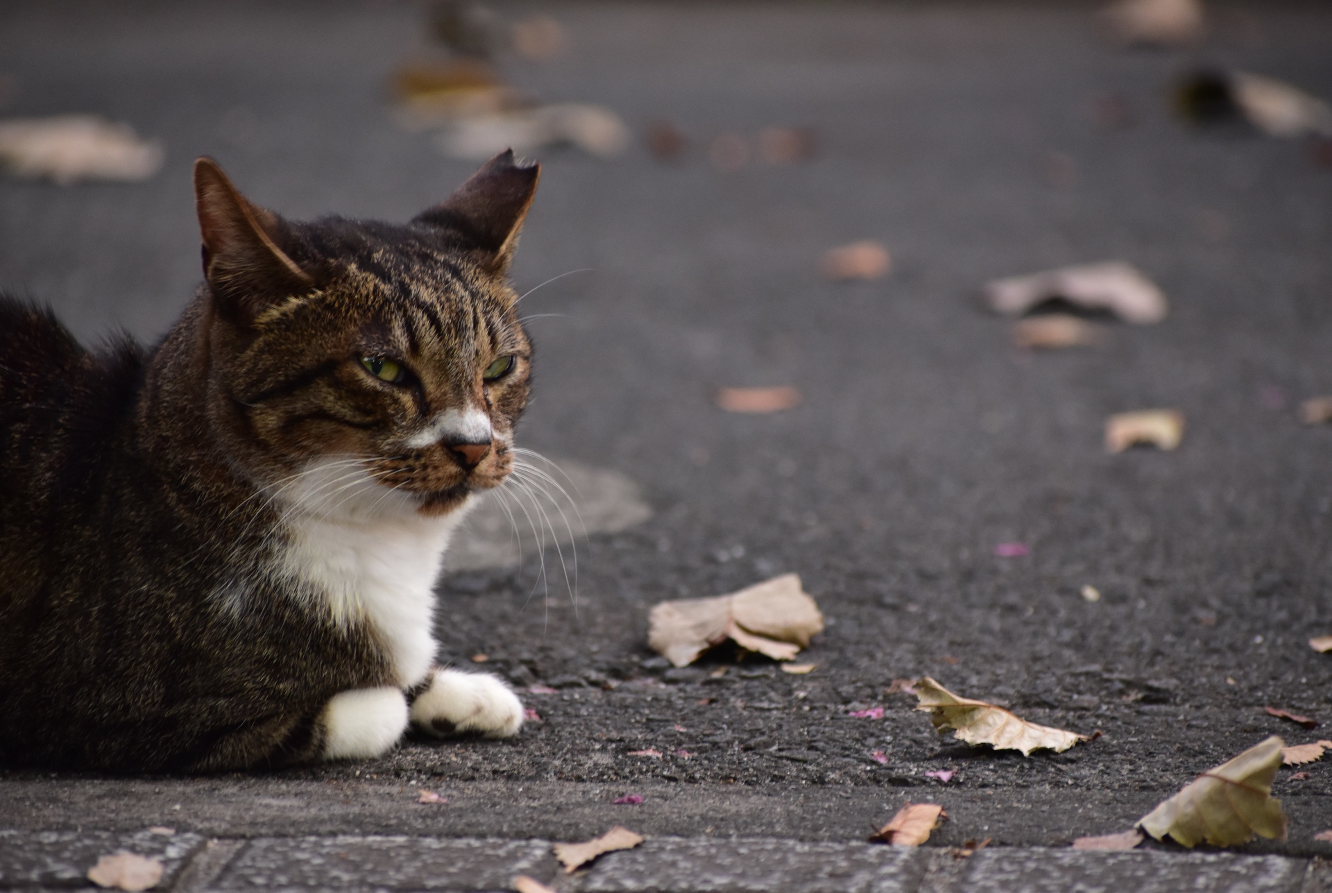 動物 猫 枯葉と猫 壁紙19x1287 壁紙館