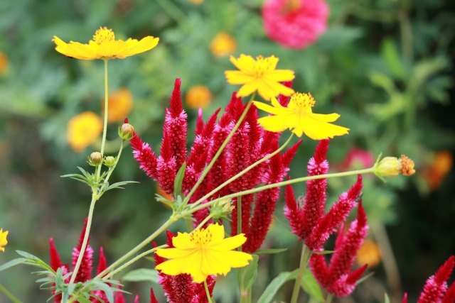 散歩道の花-2