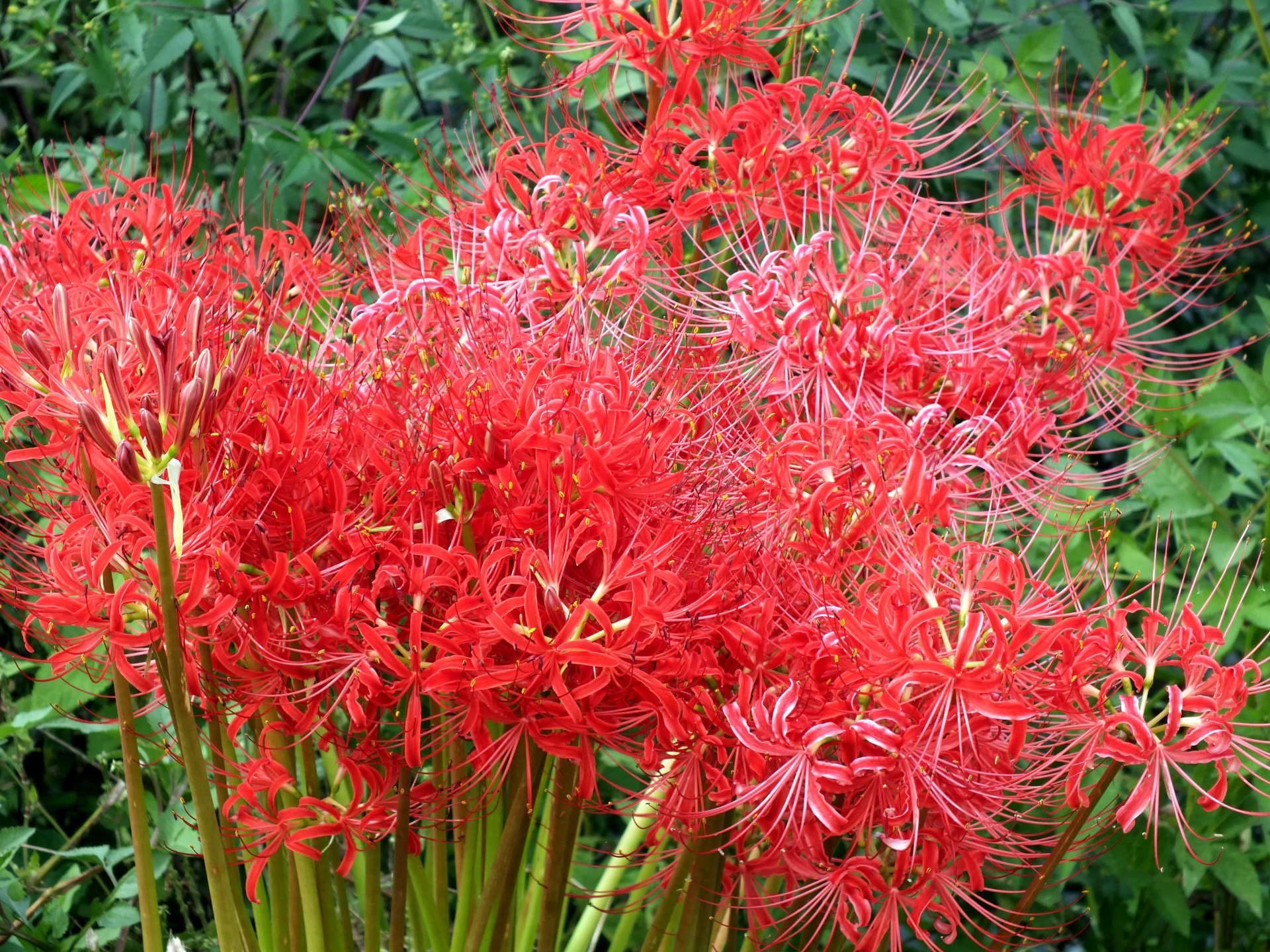 花 植物 彼岸花 壁紙19x1440 壁紙館