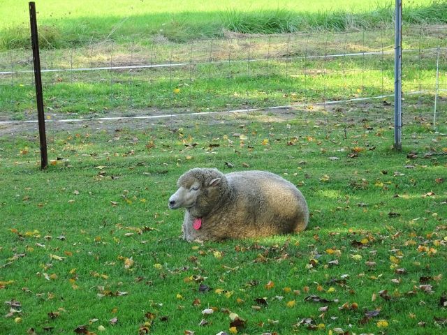 お昼寝中の羊