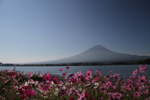 コスモス富士山