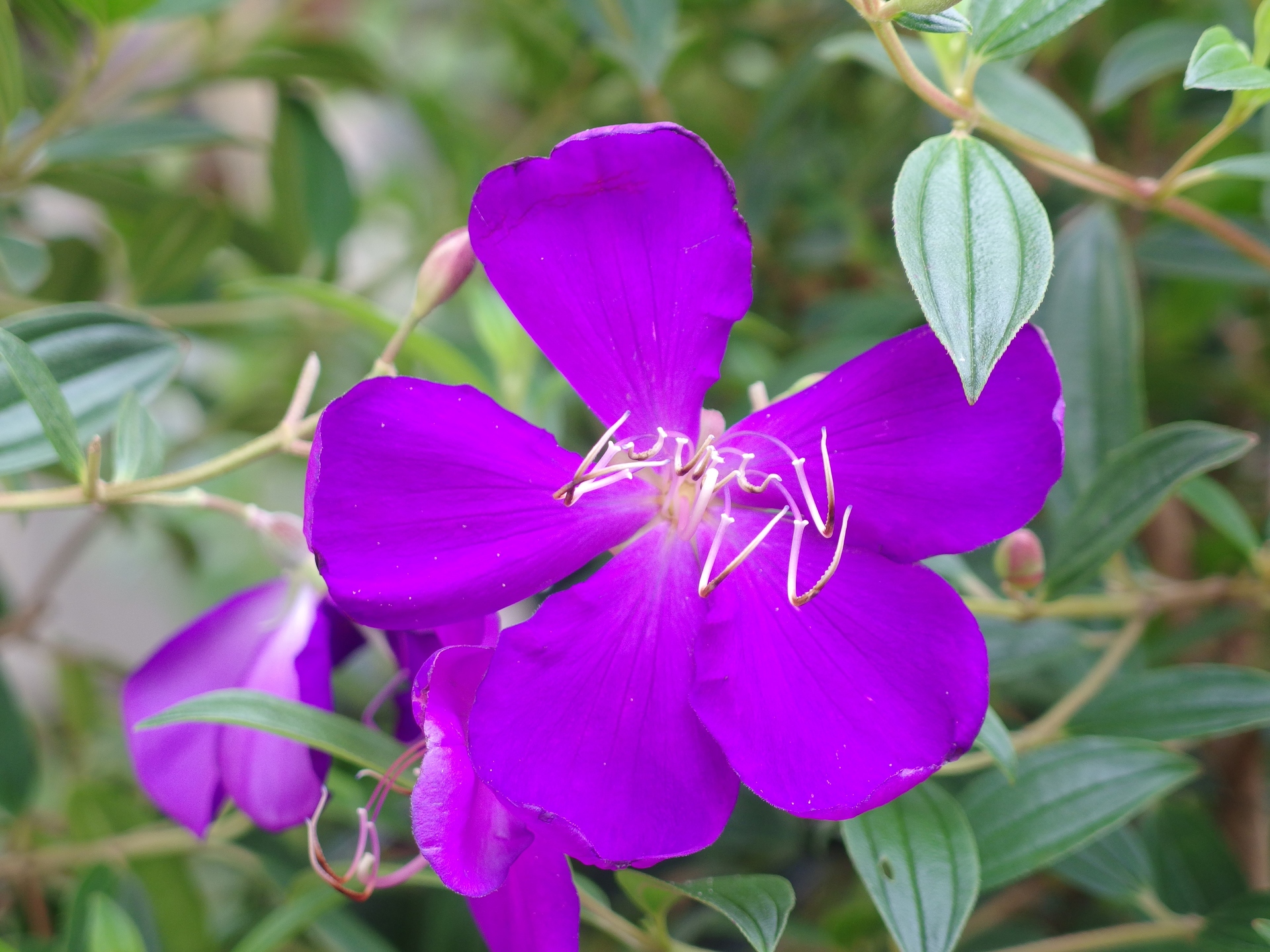 新着コートダジュール 花 すべての美しい花の画像