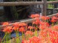 水車の傍に咲く彼岸花