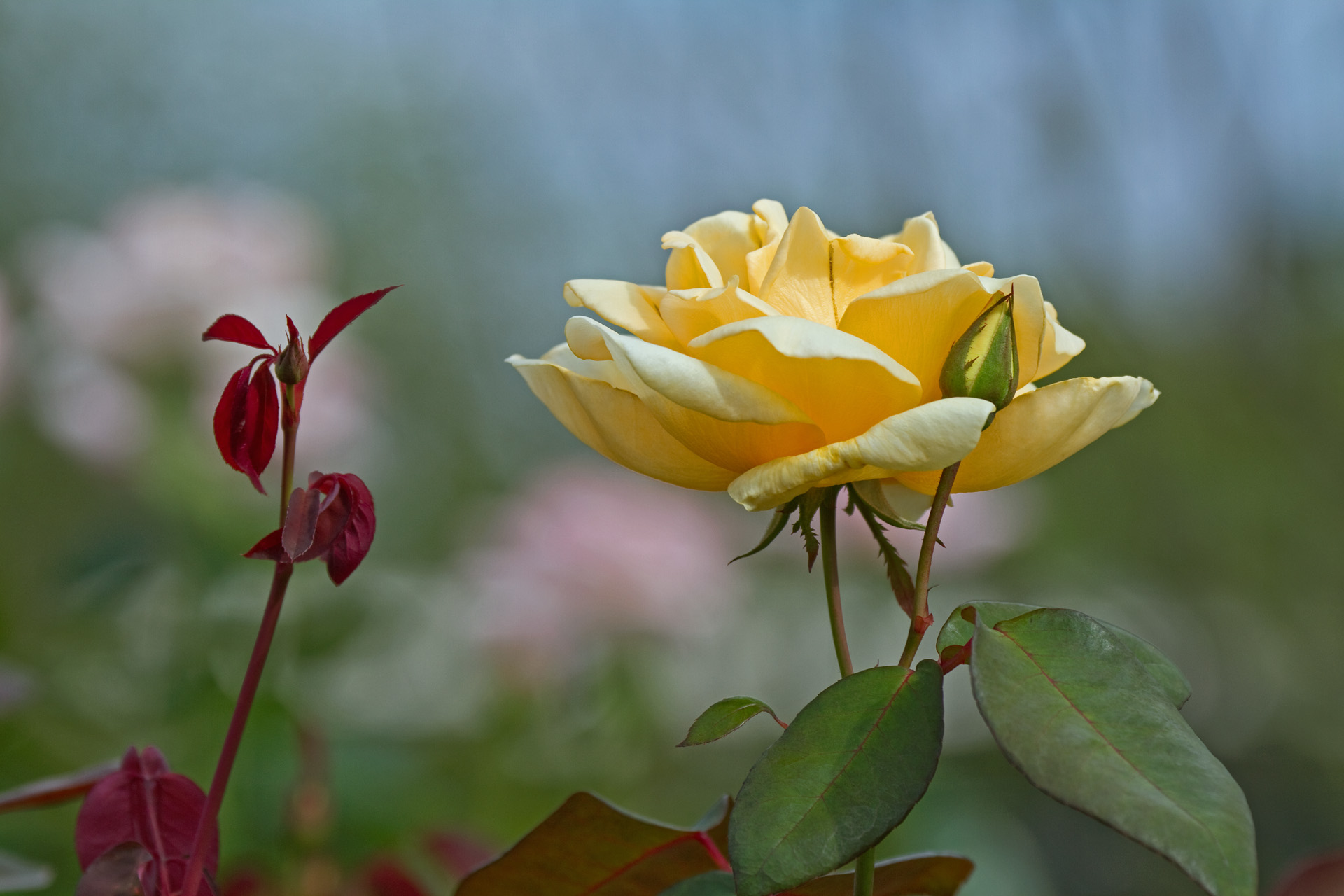 花 植物 レディヒリンドン 壁紙19x1280 壁紙館