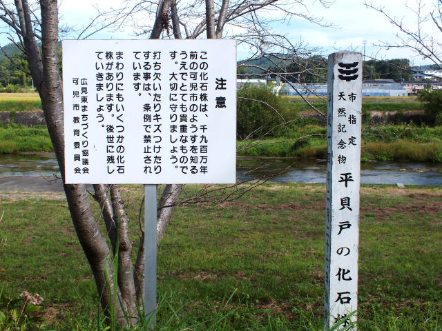 平貝戸の化石株