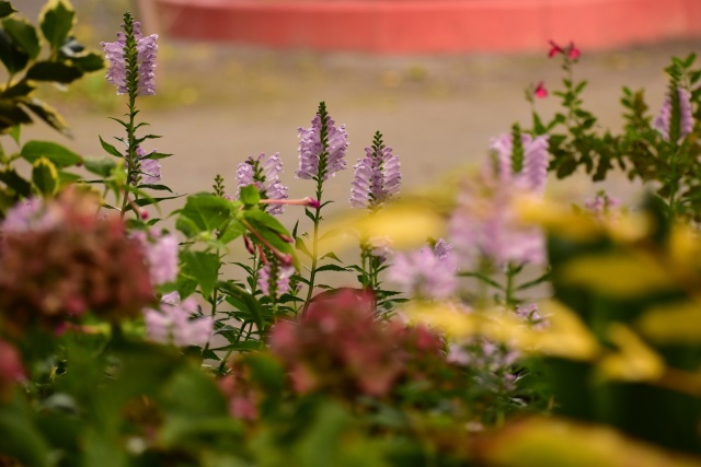 初秋の花壇