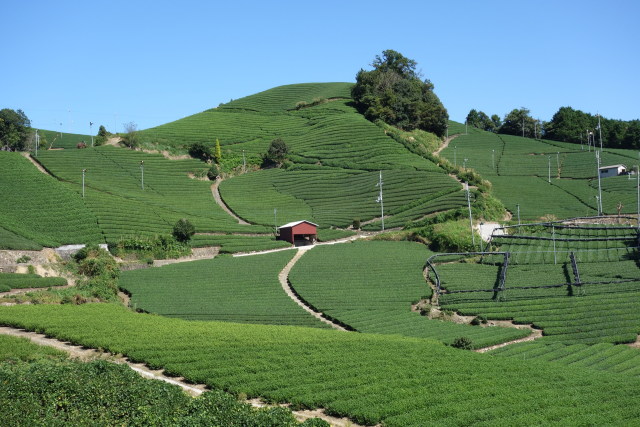 和束町 石寺の茶畑