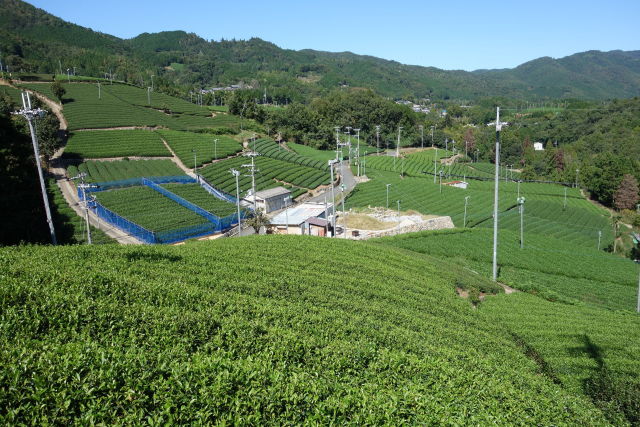 和束町 白栖の茶畑