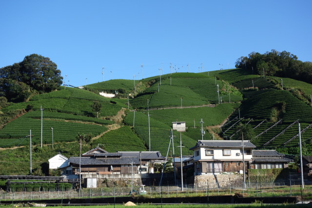 和束町 釜塚の茶畑