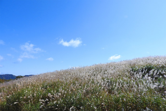 秋空 秋風 ススキ 高原の秋24