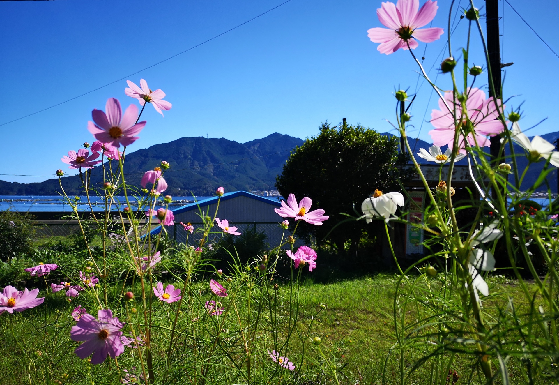 日本の風景 初秋の花と青空と海 壁紙19x1322 壁紙館