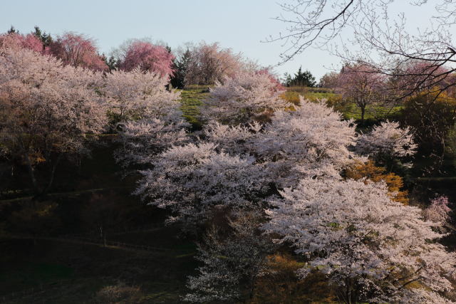 豊松そのまんま城の桜