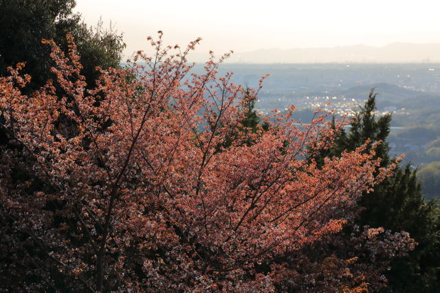 夕映え山桜