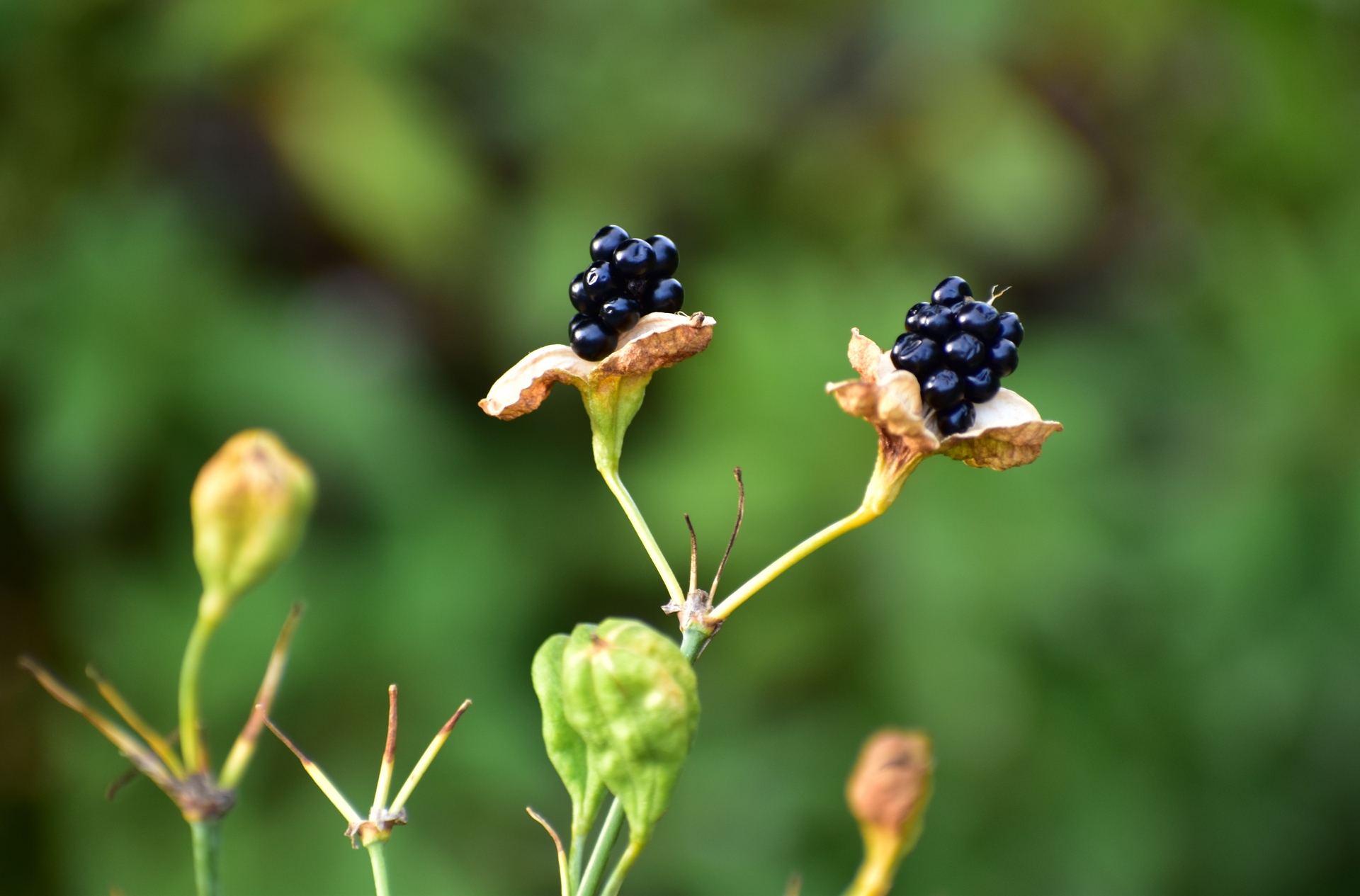 花 植物 ダルマヒオウギの実 壁紙19x1265 壁紙館