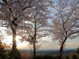 黄昏桜ヶ丘