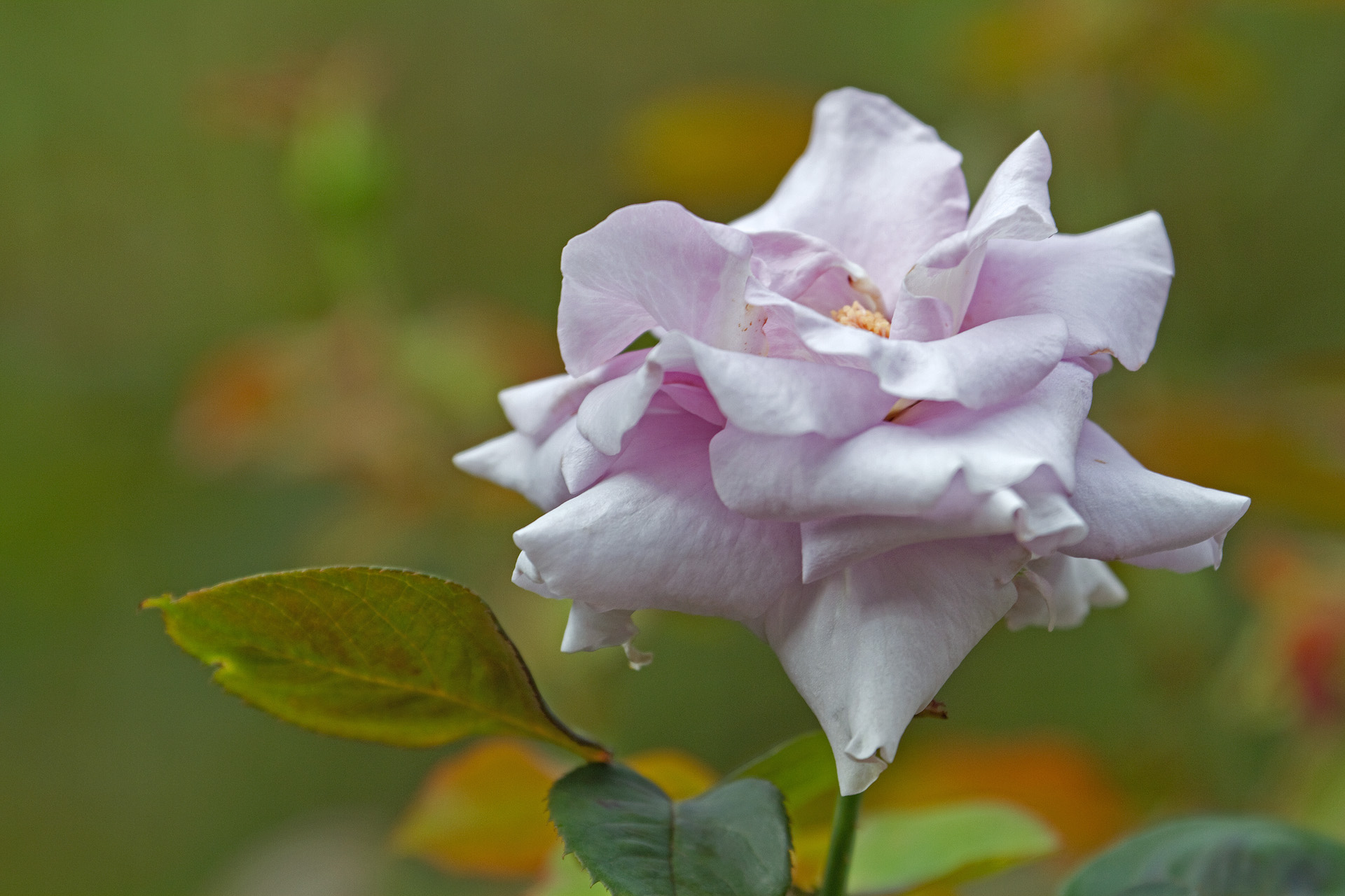 花 植物 ブルードレス 壁紙19x1280 壁紙館