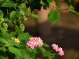 ランタナの花と実