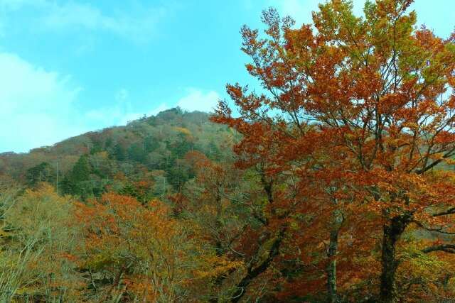 大台ケ原10月紅葉