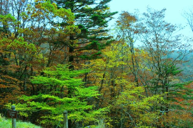 大台ケ原10月紅葉