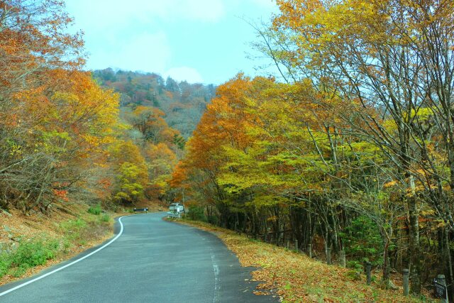 大台ケ原10月紅葉