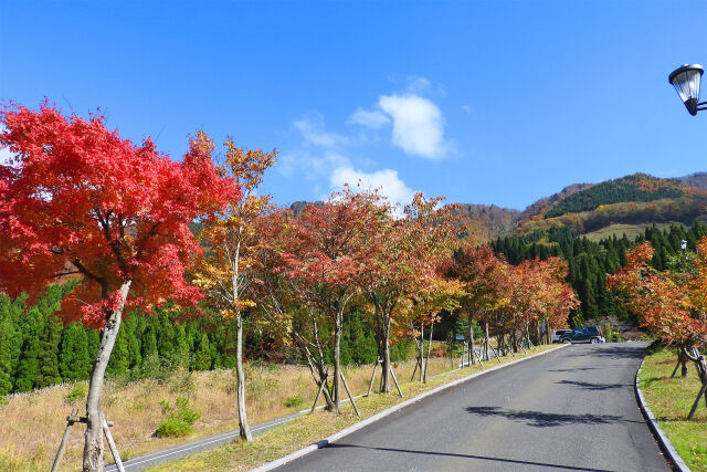 高原の秋8