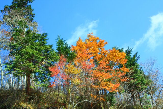 大台ケ原10月紅葉