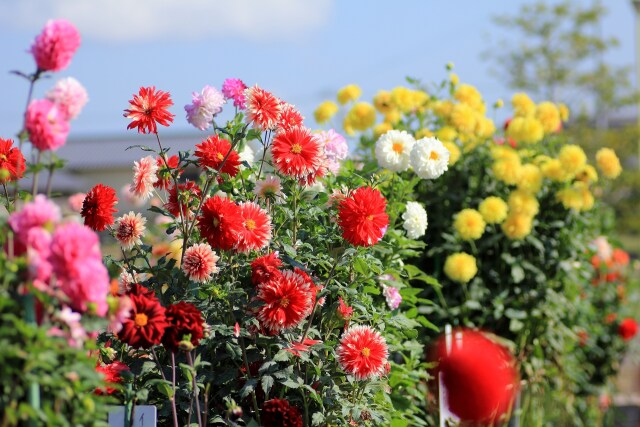 花畑に咲くダリア