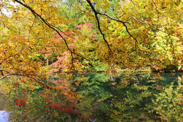 八幡平10月紅葉