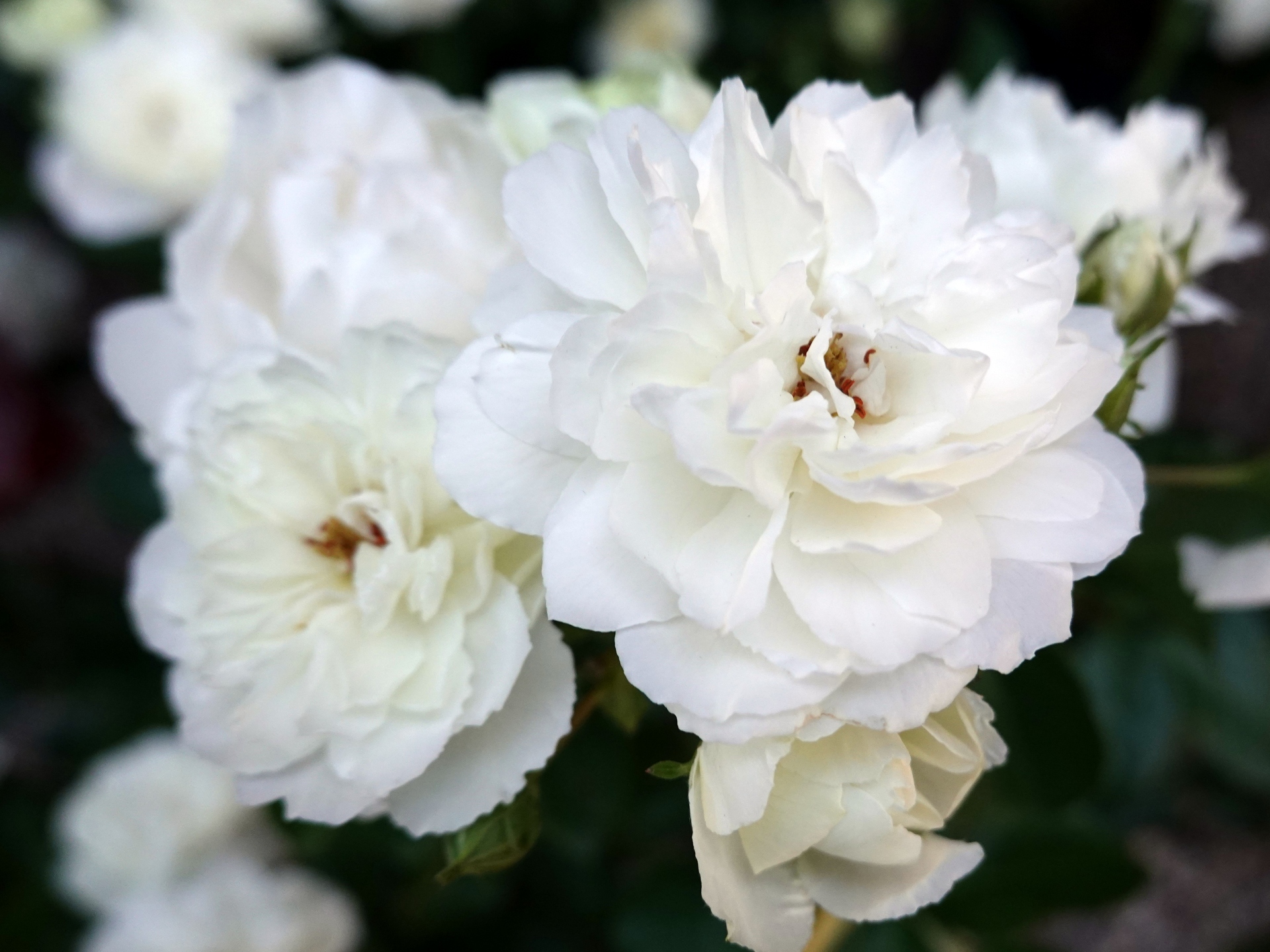 花 植物 ベルサイユのバラ 壁紙19x1440 壁紙館