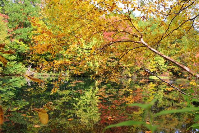 八幡平10月紅葉