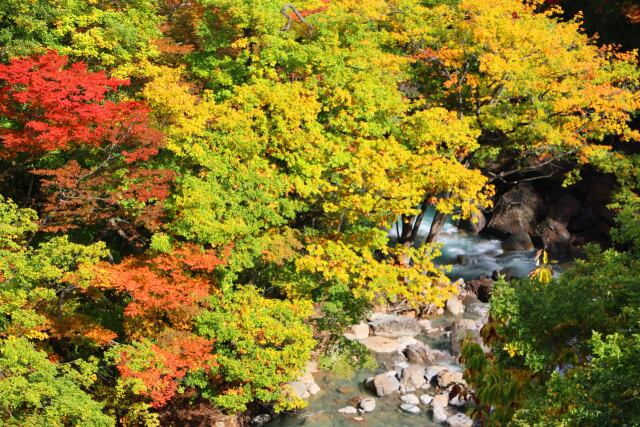 八幡平10月紅葉