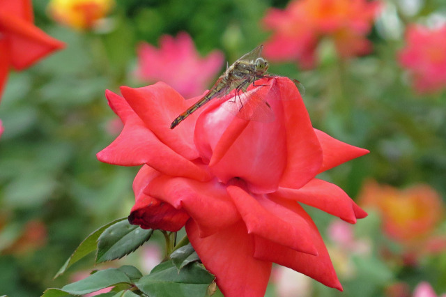 秋の薔薇