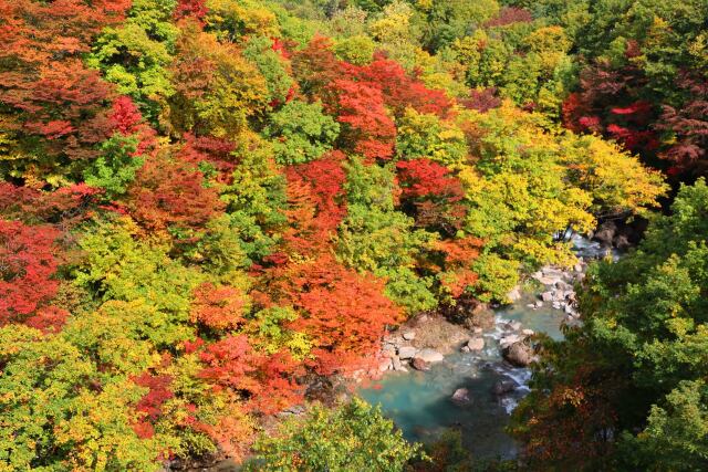 八幡平10月紅葉