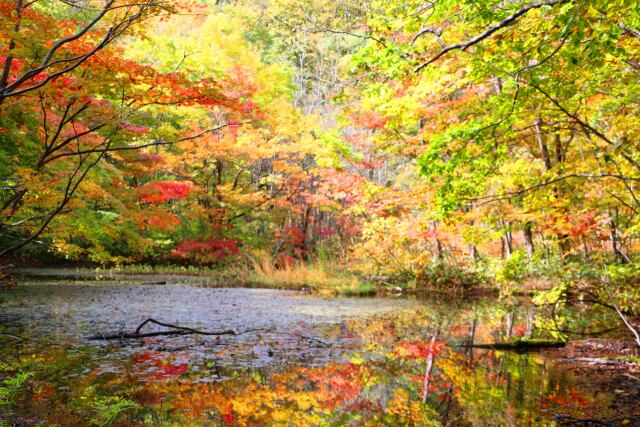 八幡平10月紅葉