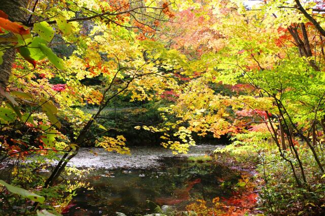 八幡平10月紅葉