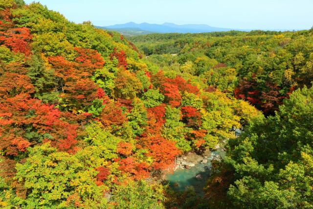 八幡平10月紅葉