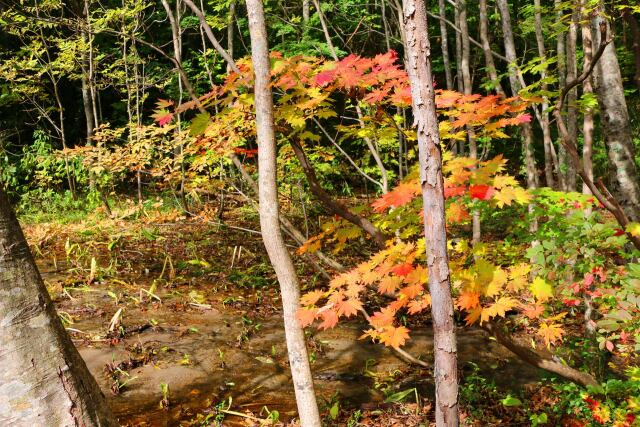 八幡平10月紅葉