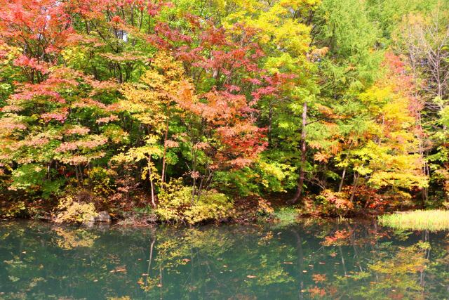 八幡平10月紅葉