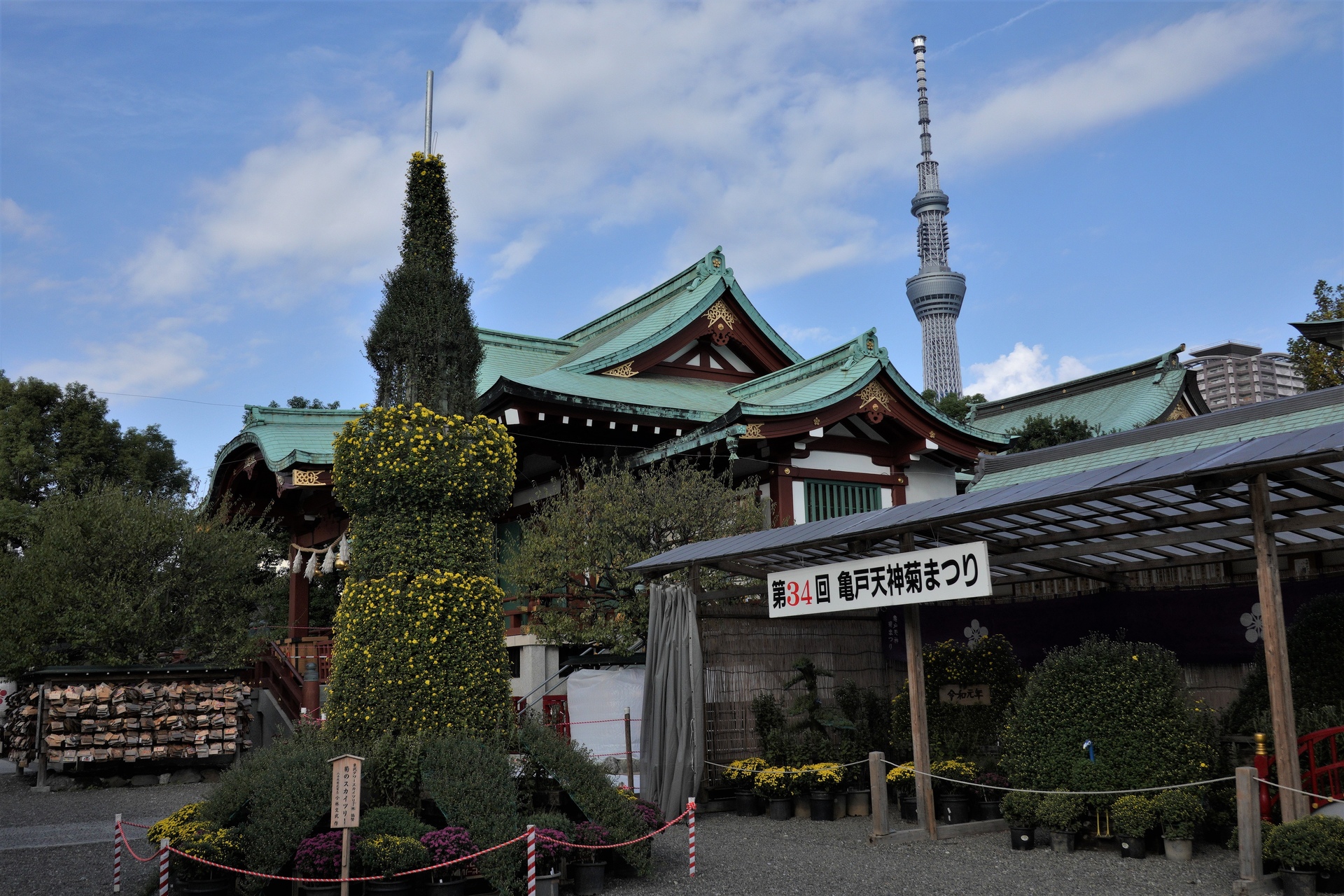 日本の風景 亀戸天神菊まつり 壁紙19x1280 壁紙館