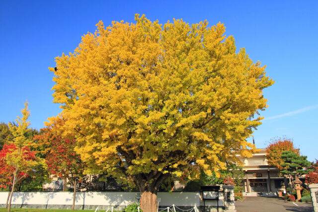 札幌の紅葉～イチョウの大木