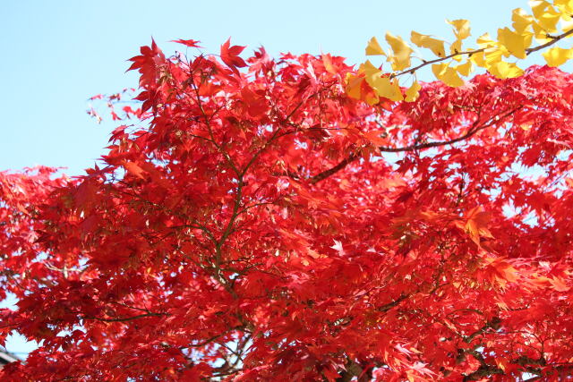 秋深し 檜原湖の紅葉