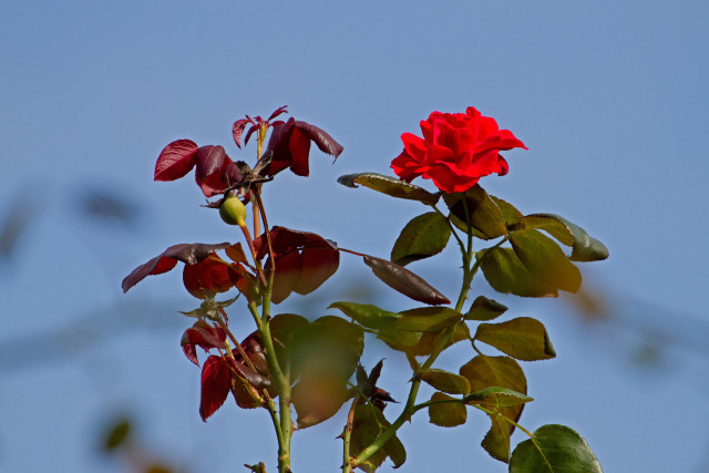 秋の薔薇