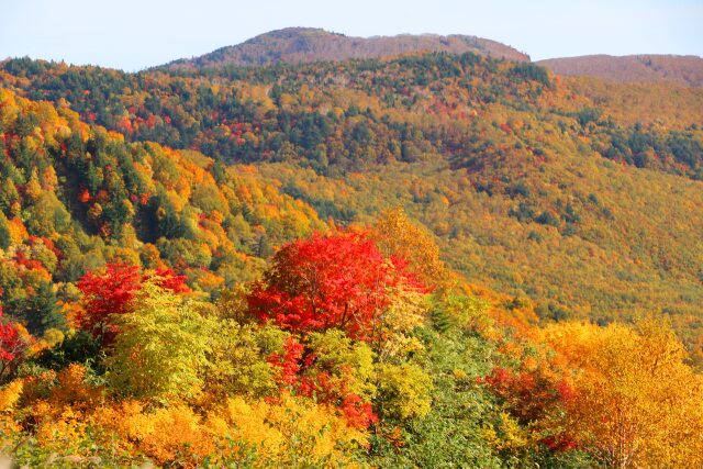 八幡平10月紅葉