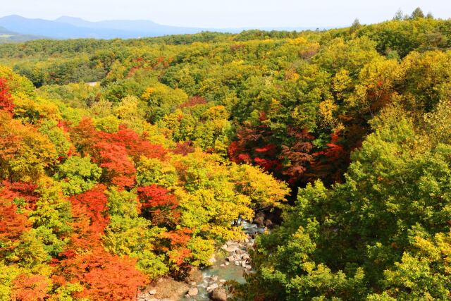 八幡平10月紅葉