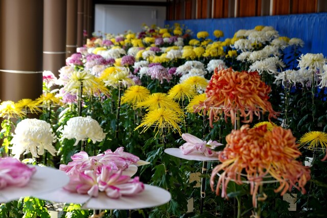 湯島天神菊祭り