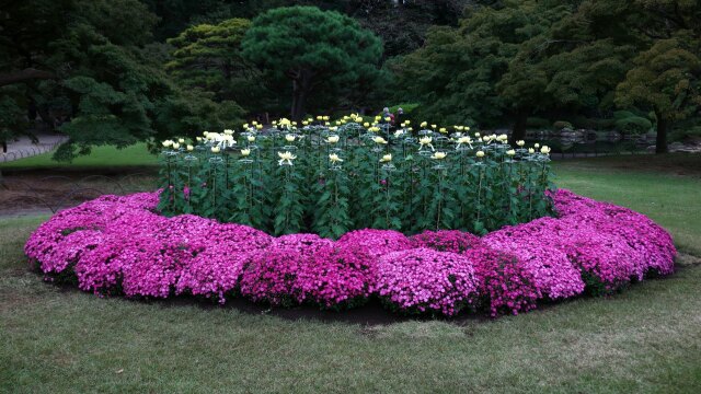 菊花壇のある風景