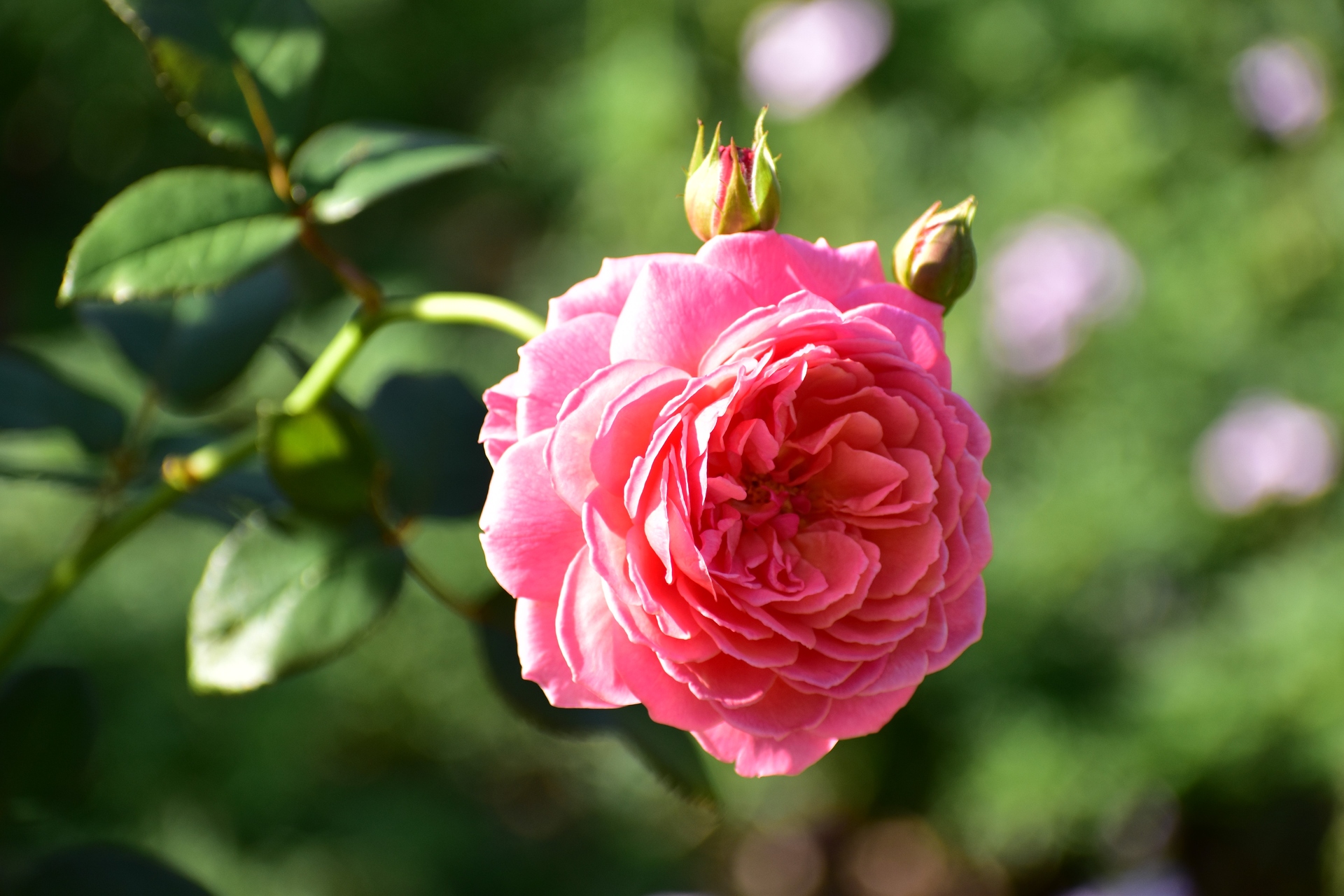 花 植物 薔薇 かおりかざり 壁紙19x1280 壁紙館